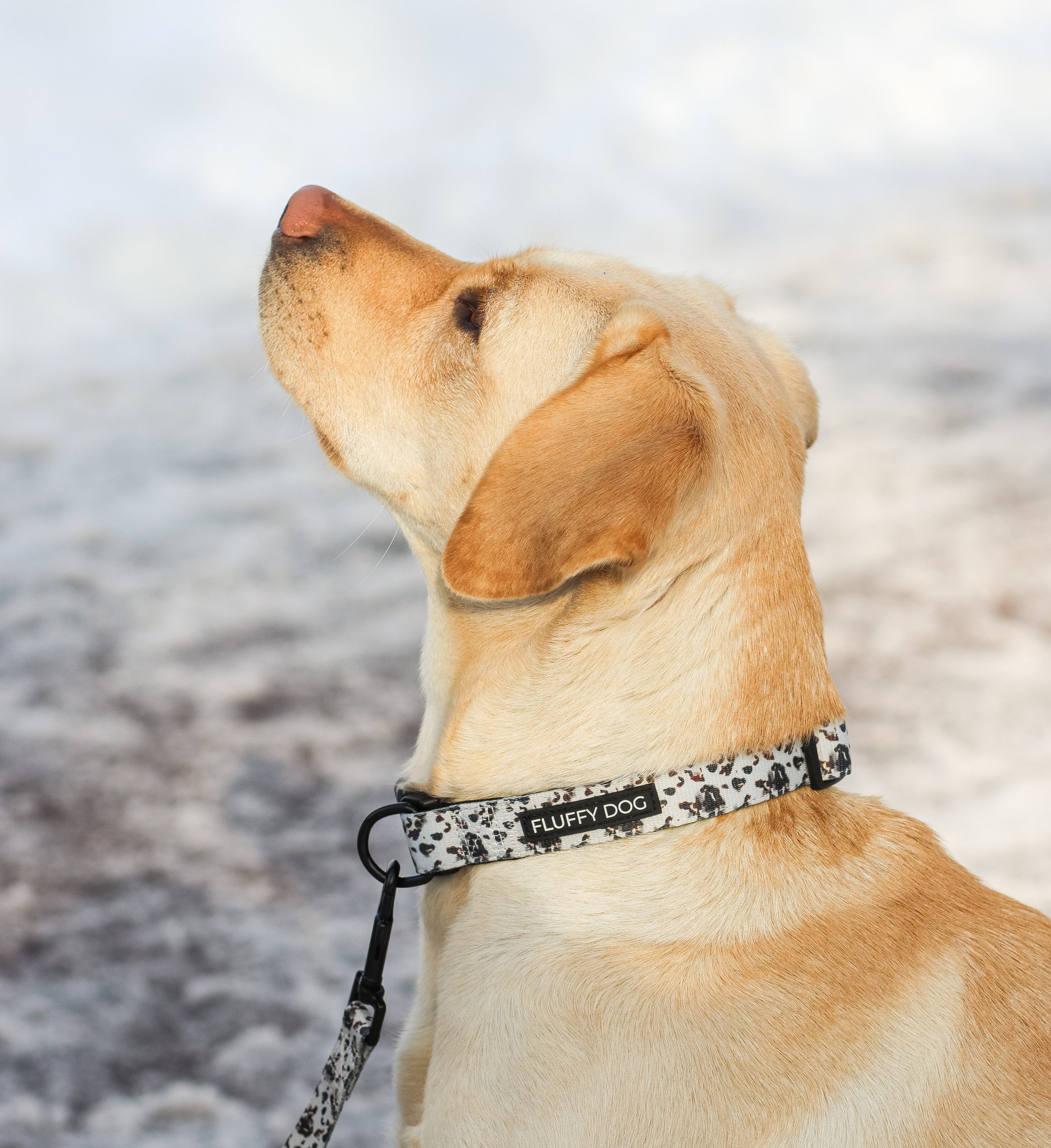 Coffee Essential Collar Set: Collar, Leash & Poop Bag Dispenser